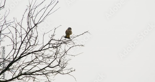 A common kestrel perched on a bare tree branch on treetop against bright sky photo