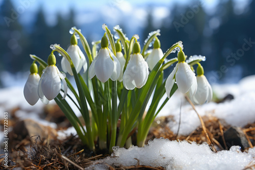 Snowdrops Flowers growing through snow, Spring awakening of nature © KAI