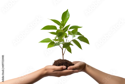 plant in hands isolated o the transperent background photo