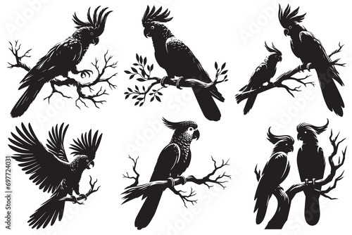 Set of Black cockatoo sitting on a branch of a tree vector illustration