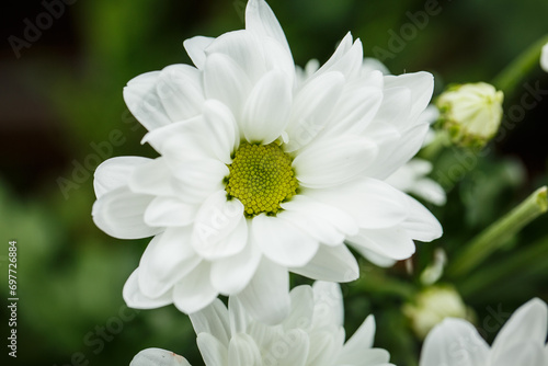 Beautiful white chrysanthemums  white daisies