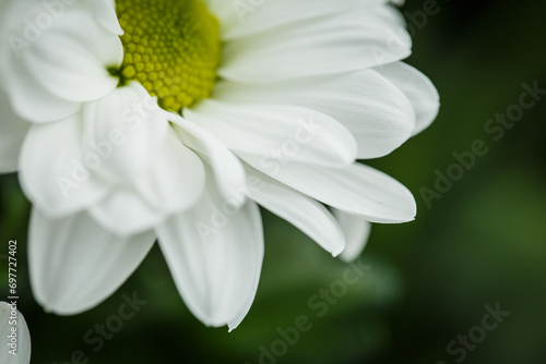 Beautiful white chrysanthemums  white daisies