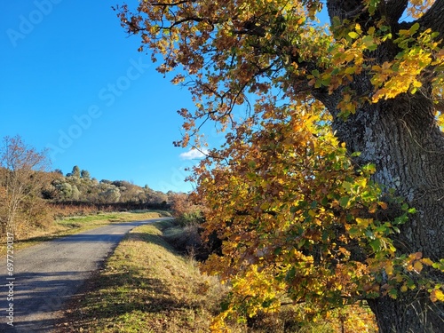 Chemin et chêne aux couleurs d'automne, Hérault, Occitanie paysage, automne arbres environnement Languedoc Roussillon, France