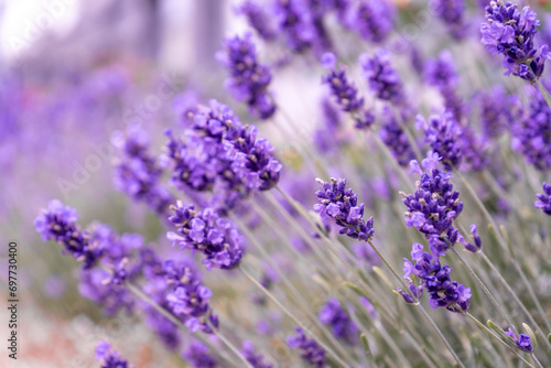 Purple lavender flowers bush. Flower in the field. Nature background. Grow a fragrant plant in the garden. Summer flower honey plant closeup.