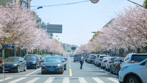 Jingao Road, Pudong New Area, Shanghai-Urban cherry blossom trees and urban roads