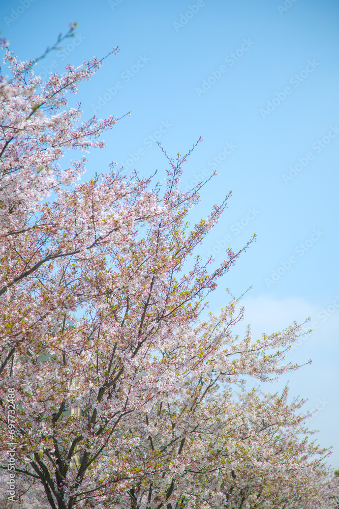 Jingao Road, Pudong New Area, Shanghai-Urban cherry blossom trees and urban roads Jingao Road, Pudong New Area, Shanghai-Urban cherry blossom trees and urban roads