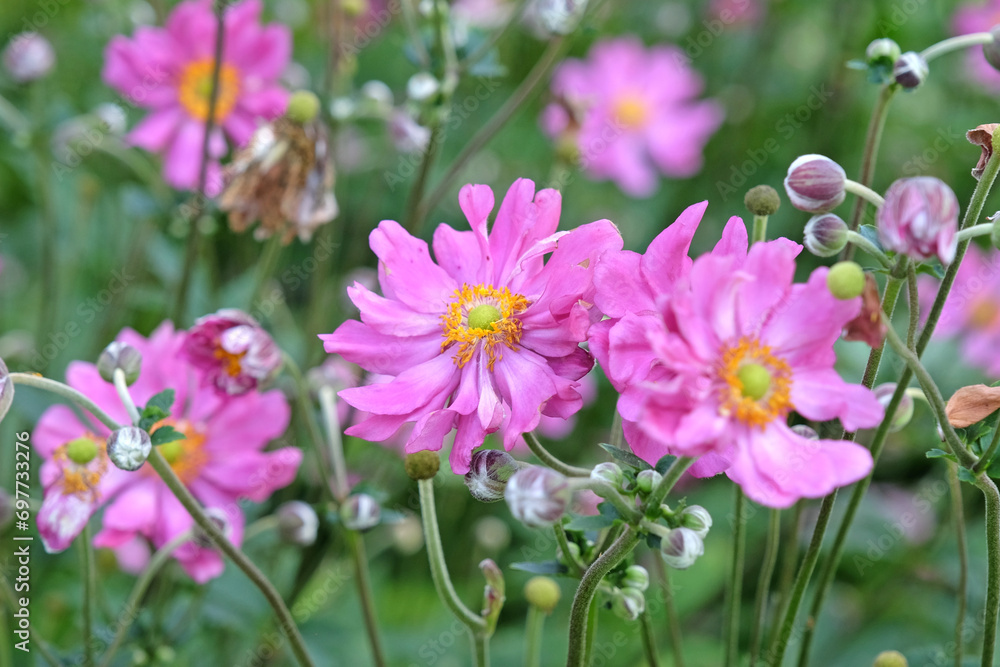 Bright pink Japanese anemone 'Prinz Heinrich' in flower. Bright pink Japanese anemone 'Prinz Heinrich' in flower.