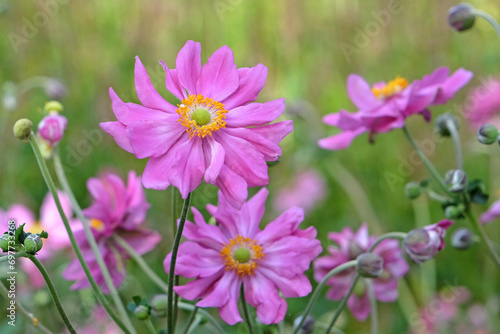  Bright pink Japanese anemone  Prinz Heinrich  in flower.