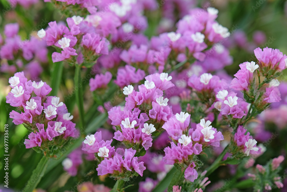 Pink Limonium platyphyllum, also called Sea Lavender, marsh rosemary, or statice, in flower. Pink Limonium platyphyllum, also called Sea Lavender, marsh rosemary, or statice, in flower.