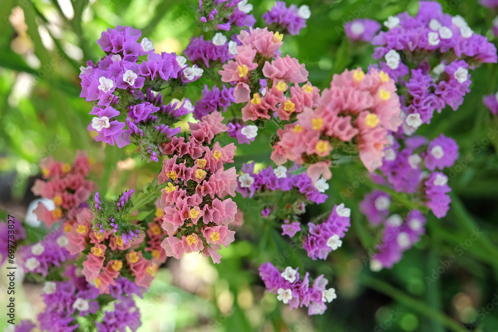 Pink Limonium platyphyllum, also called Sea Lavender, marsh rosemary, or statice, in flower. Pink Limonium platyphyllum, also called Sea Lavender, marsh rosemary, or statice, in flower.