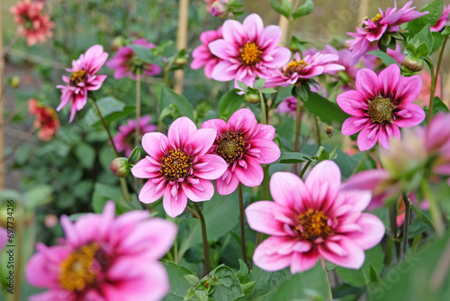 Pink and purple collarette Dahlia   Skyfall   in flower.