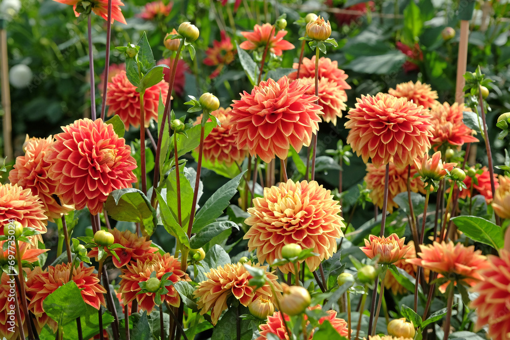 Red and yellow decorative Dahlia 'Bettina Verbeek' in flower. Red and yellow decorative Dahlia 'Bettina Verbeek' in flower.