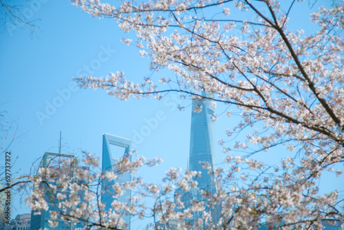 Photography Pudong New Area, Shanghai-urban architecture against the backdrop of cherry blos
