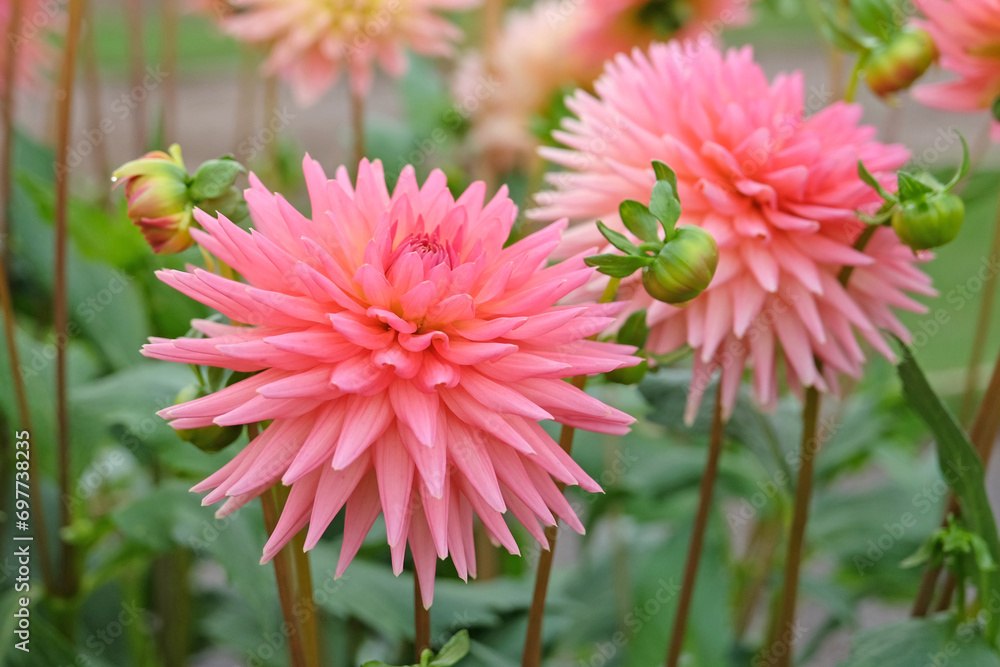 Coral pink cactus dahlia 'polventon phyllisÕ in flower. Coral pink cactus dahlia 'polventon phyllisÕ in flower.