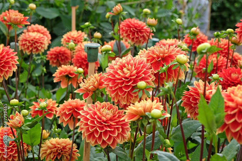 Red and yellow decorative Dahlia 'Bettina Verbeek' in flower. Red and yellow decorative Dahlia 'Bettina Verbeek' in flower.