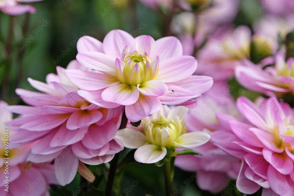 Fototapeta premium Lilac purple and white small decorative double Dahlia 'Pacific Jewel' in flower.