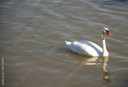 Cisne en un lago