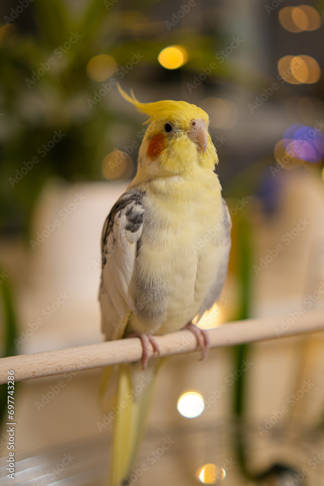 Fototapeta premium Yellow cockatiel parrot.Cute cockatiel.Home pet parrot.The best cockatiel.Beautiful photo of a bird.Ornithology.Funny parrot.Cockatiel parrot. Home pet yellow bird.Beautiful feathers.Love for animals