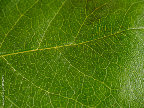 green juicy bright leaf of a home plant