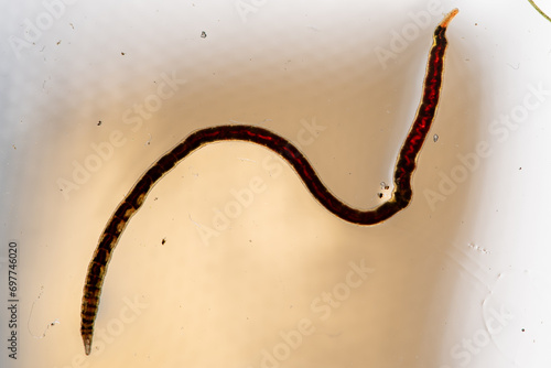 California blackworm