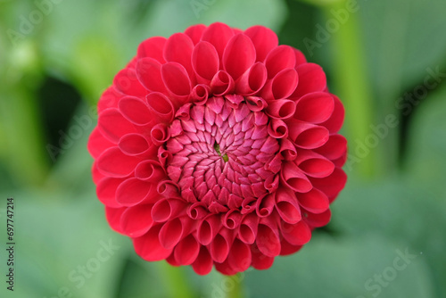 Bright red pompon ball dahlia ÔMiss Alana TrotaÕ in flower. photo