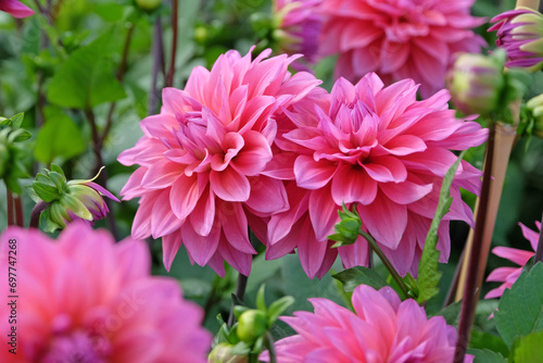 Tableau sur toile Deep dusky pink decorative dahlia 'Feline Yvonne' in flower.