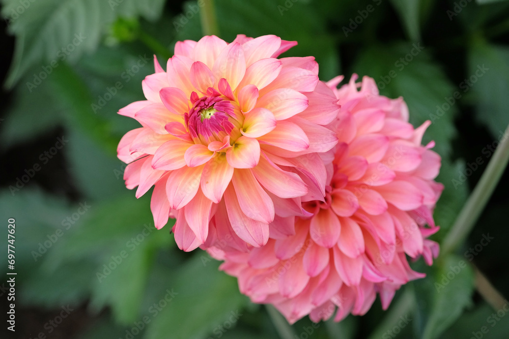 Dusky coral pink and cream decorative Dahlia 'Belfloor' in flower.