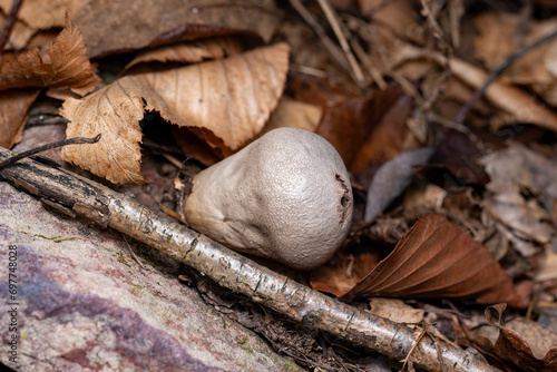 Pear-shaped Puffball photo