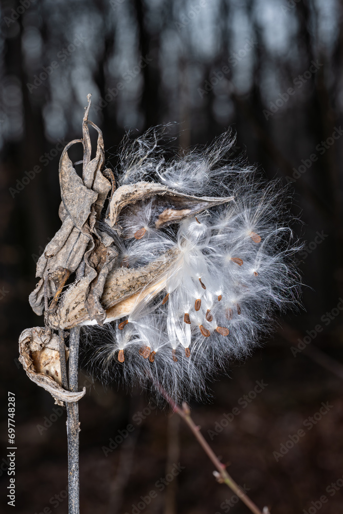 Fototapeta premium Asclepias syriaca