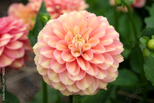 Salmon pink waterlily Dahlia Milena Fleur in flower. photo