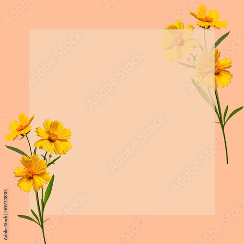 Creative spring or summer mockup with wildflowers (Lanceleaf Coreopsis ) on beige background. The main background is peach colored (peach fuzz). Square shape, copy space.