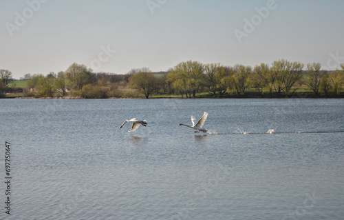 two swans fly over the lake. View of the lake with two swans flying over it. © Dmytro