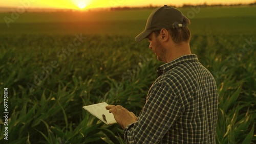Business owner walks through corn field with tablet. Modern digital technologies, agriculture. Farmer checks corn seedlings with tablet. Digital agriculture. Businessman in field. Agriculture concept