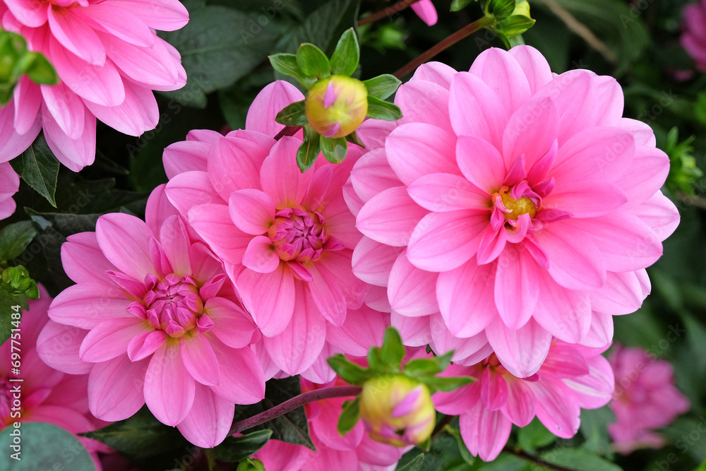 Bright pink decorative dahlia 'Garden Time' in flower. Bright pink decorative dahlia 'Garden Time' in flower.