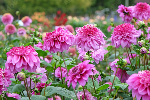 Pink and purple anemone Dahlia  Richards Fortune  in flower.