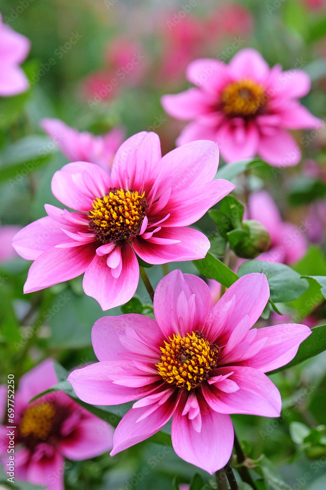 Pink and purple collarette Dahlia ÔSkyfallÕ in flower. Pink and purple collarette Dahlia ÔSkyfallÕ in flower.