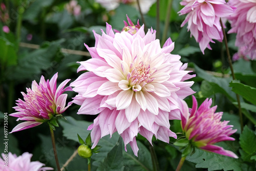 Lilac purple and cream dinnerplate decorative dahlia 'Labyrinth Two Tone' in flower.
