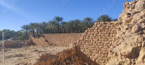 Date palms in the oasis city of Tozeur Tunisia