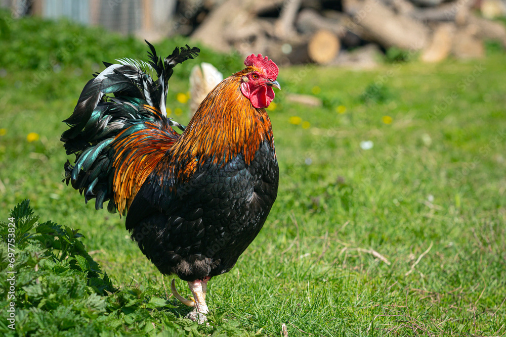 A large rooster stands in the grass on a sunny day.