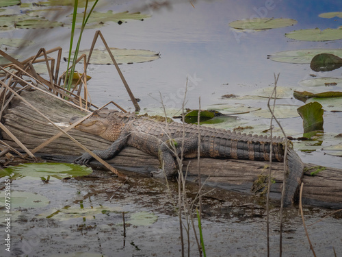 American alligator hugging a tree in water