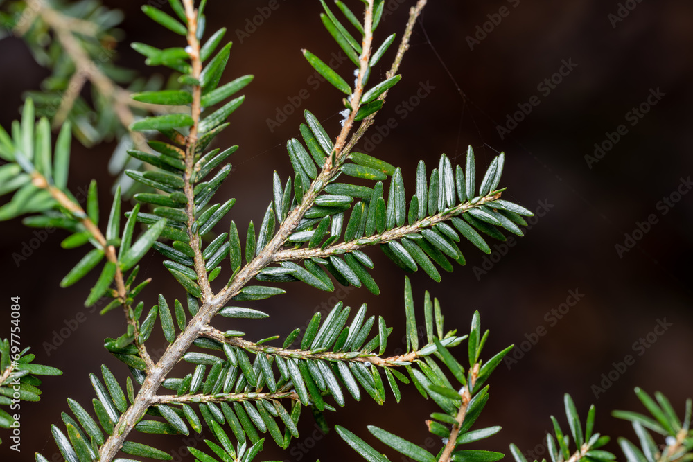 Eastern Hemlock Eastern Hemlock