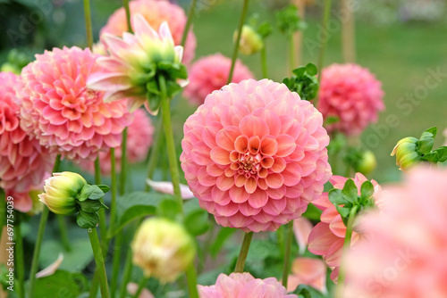 Pink, apricot and gold waterlily dahlia 'Milena Fleur'  in flower.