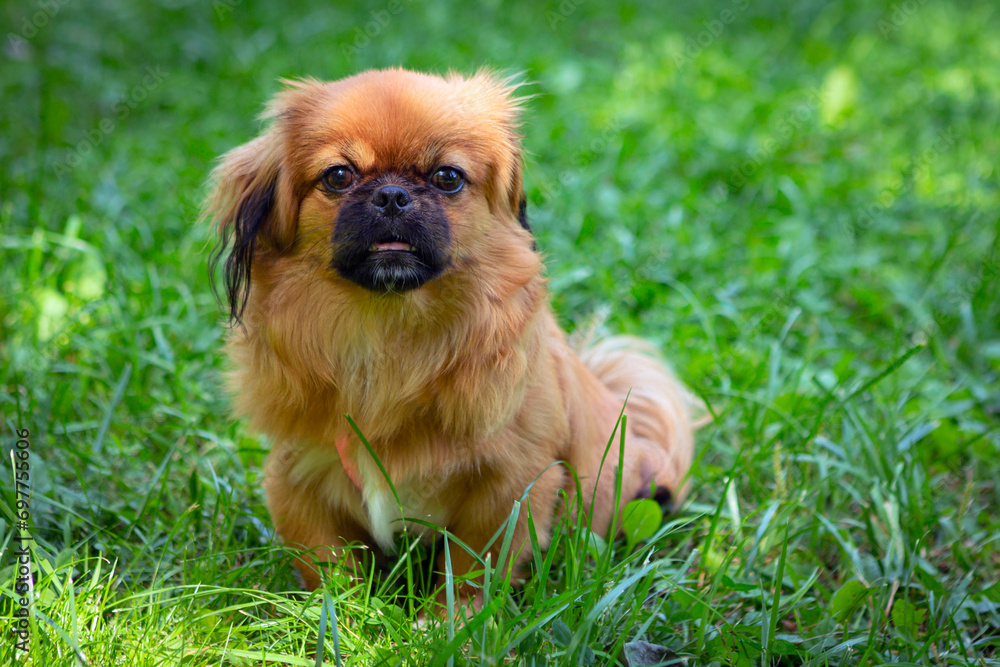 A Pekingese dog in the green grass. Portrait of a happy Pekingese dog, in the grass on a summer walk.