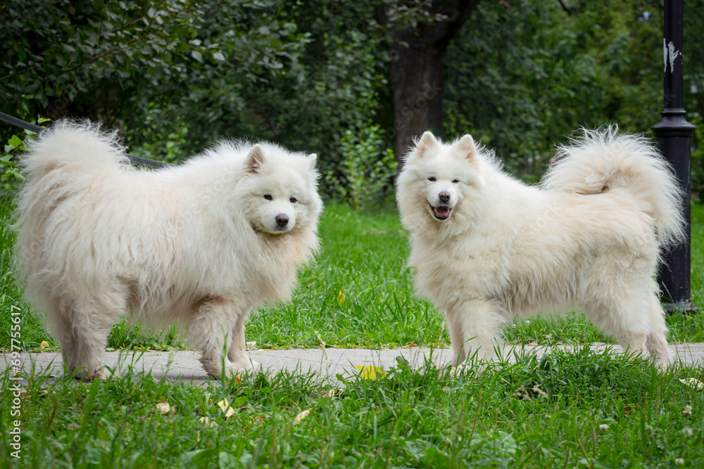 Two fluffy Samoyed dogs on a walk in the park