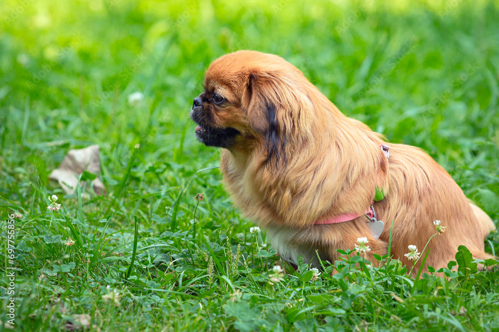 Fototapeta premium A Pekingese dog in the green grass. Portrait of a happy Pekingese dog, in the grass on a summer walk.