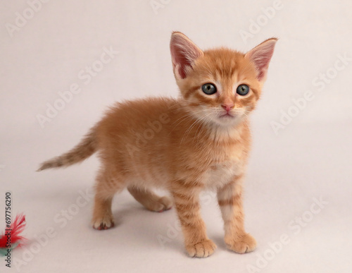 Orange kitten standing looking right, light BG