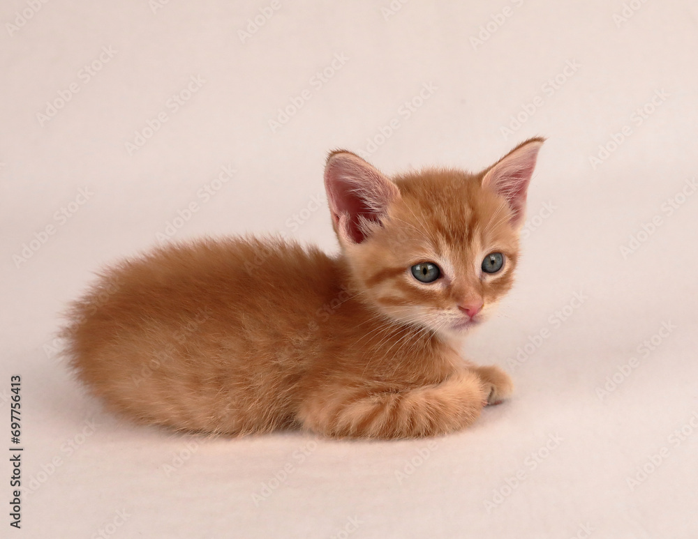 Orange tabby kitten, lying down, curled up looking right Orange tabby kitten, lying down, curled up looking right