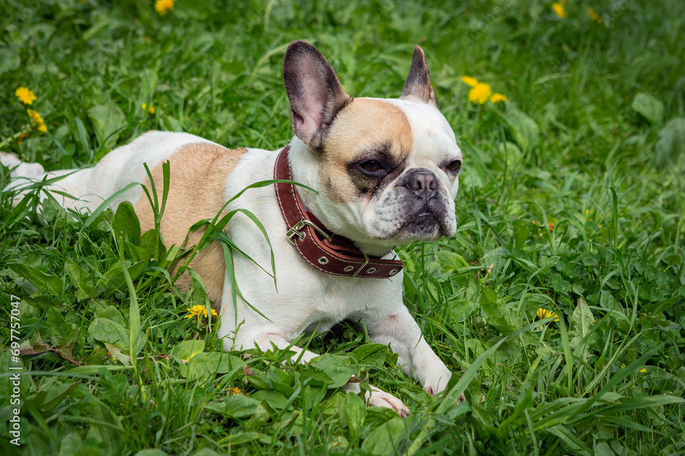 A French bulldog lies on the grass and enjoys the summer in the park