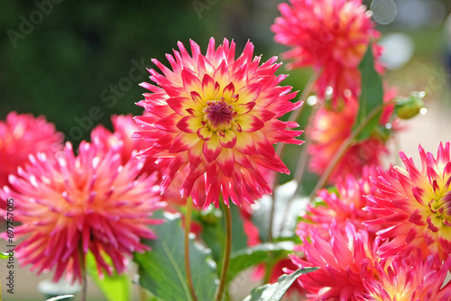 Bright pink and yellow cactus dahlia  polventon fireball   in flower.