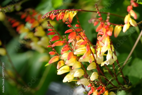 Red, white and yellow Ipomoea lobata, also known as Spanish Fag in flower photo